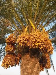 تصویر 1 از خرما خاصویی بارجیل خانواده با تازگی بالا و عطر طبیعی